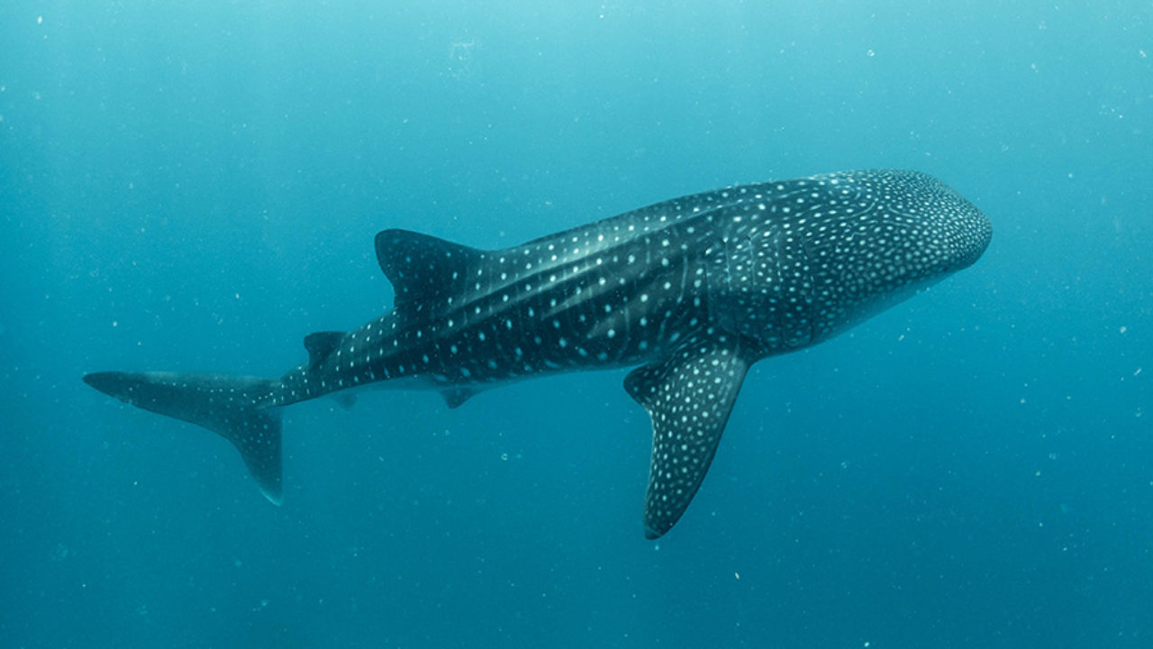 Quelle est la saison pour aller nager avec les requins baleines au Mexique  ? - Manice