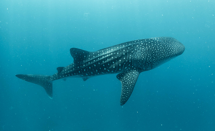 ¿Cuándo es temporada para nadar con tiburones ballena en México?