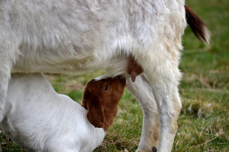 Les bienfaits du savon au lait de chèvre bio