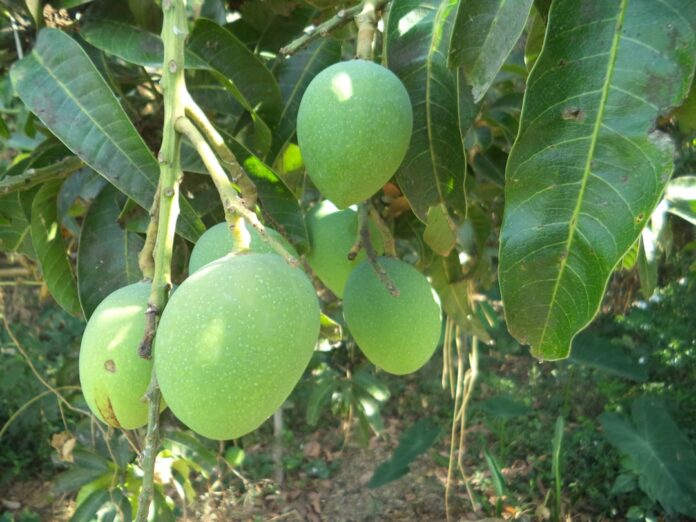 Photo natural sugar fruit
